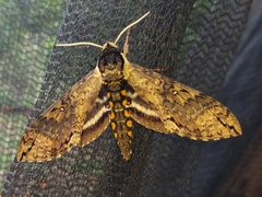 Manduca brasiliensis