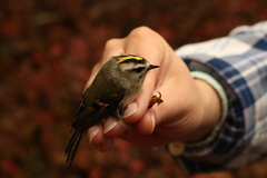 Regulus satrapa satrapa