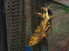 Manduca brasiliensis