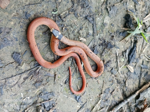 Capistrata Centipede Snake
