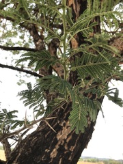 Vachellia sieberiana