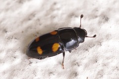 Glischrochilus hortensis