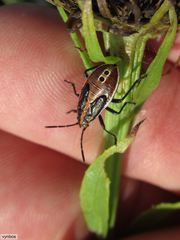 Spilostethus lemniscatus