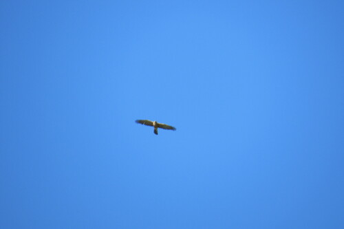 Rufous-breasted Sparrowhawk (Accipiter rufiventris), photo 5
