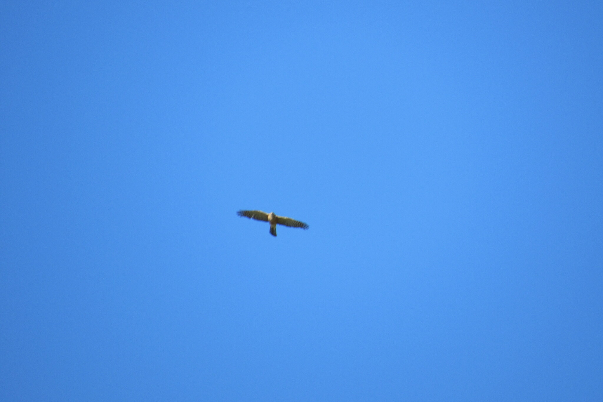 Rufous-breasted Sparrowhawk (Accipiter rufiventris), photo 9