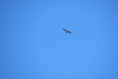 Rufous-breasted Sparrowhawk (Accipiter rufiventris), photo 6