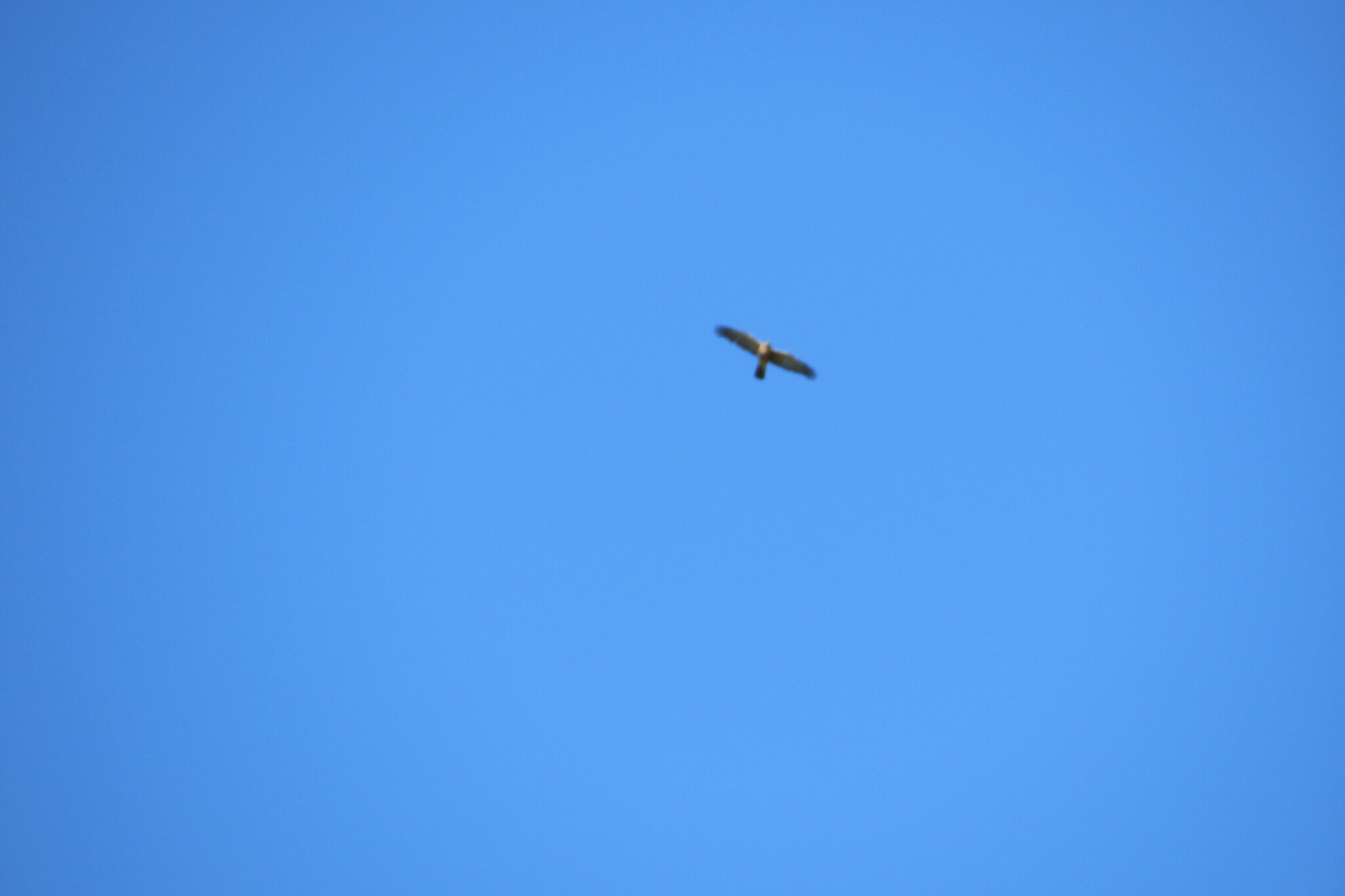 Rufous-breasted Sparrowhawk (Accipiter rufiventris), photo 10