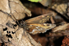 Hipparchia miguelensis