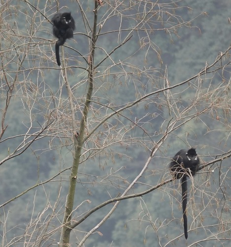 François' Lutung