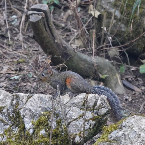 Red-hipped Squirrel
