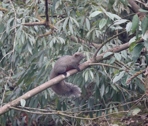Pallas' Squirrel