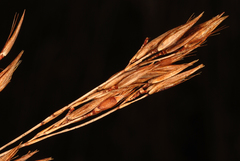 Rhynchospora inexpansa