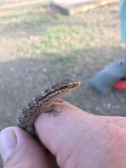Tarentola crombiei