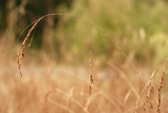 Rhynchospora inexpansa