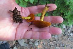 Cortinarius malicorius