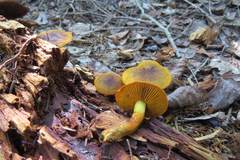 Cortinarius malicorius