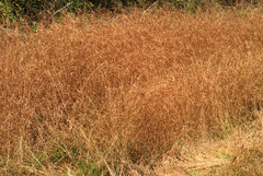 Rhynchospora inexpansa