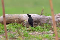 Acridotheres cristatellus formosanus