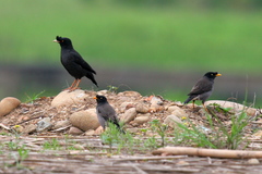 Acridotheres cristatellus formosanus