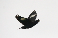 Acridotheres cristatellus formosanus