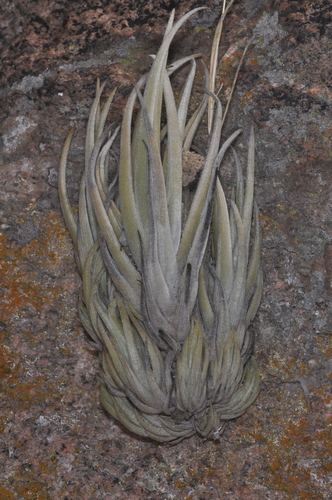 Tillandsia xiphioides, photograph 1