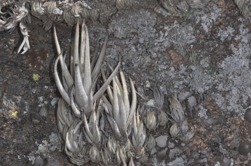 Tillandsia xiphioides, photograph 2