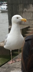 Larus argentatus