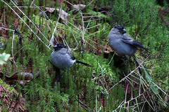Pyrrhula murina