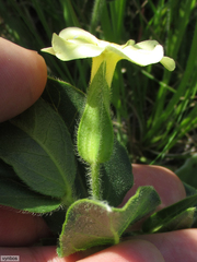 Thunbergia atriplicifolia