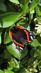 Vanessa atalanta