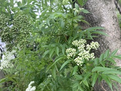 Sambucus australis