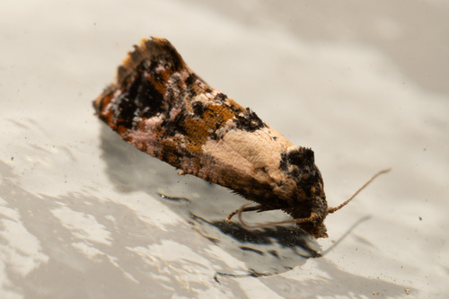 Hoffman's Cochylid Moth photo 2