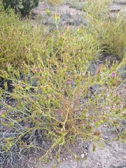 Cordylanthus wrightii