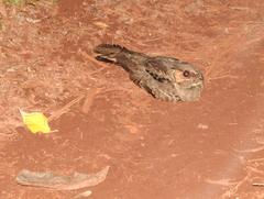 Nyctidromus albicollis