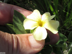 Thunbergia atriplicifolia