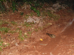 Nyctidromus albicollis