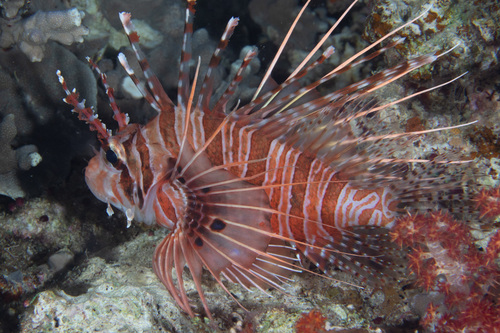 Lionfish
