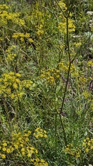 Peucedanum ruthenicum, photograph (c) Анна Митрошенкова, some rights reserved (CC BY)