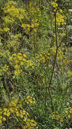 Peucedanum ruthenicum, photograph 5