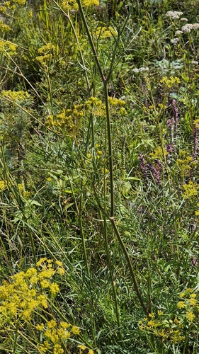 Peucedanum ruthenicum, photograph 6
