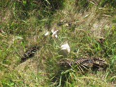 Pusa hispida hispida