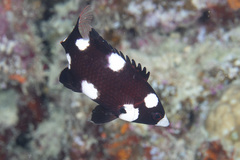 Bodianus axillaris