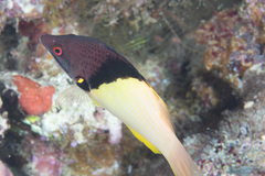 Bodianus mesothorax