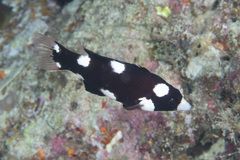 Bodianus axillaris