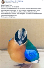 Pitta moluccensis