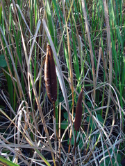 Typha × glauca