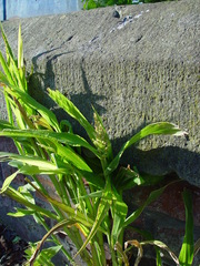 Panicum miliaceum