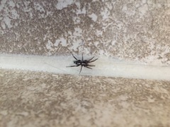 Araneae