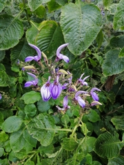 Brillantaisia owariensis