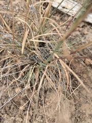 Muhlenbergia alopecuroides